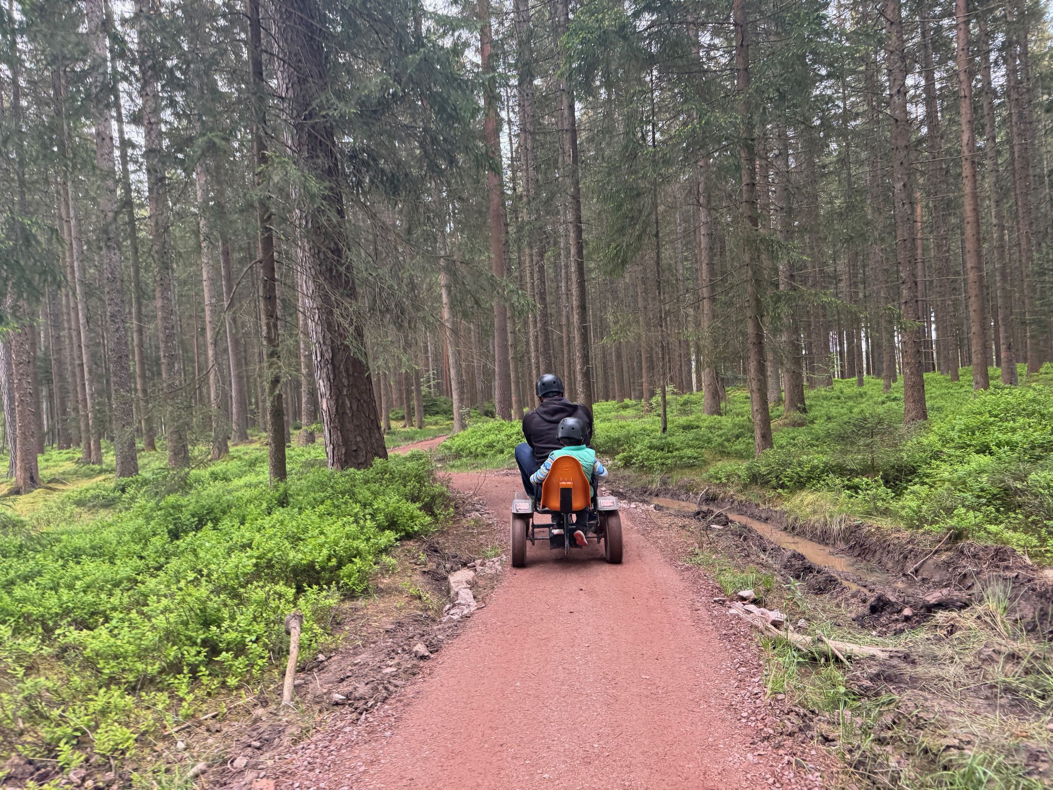 Ein Erwachsener und ein Kind fahren mit dem Wald-Kart einen roten Waldweg zwischen Fichten und Heidelbeerkraut hinauf, beide mit Helm