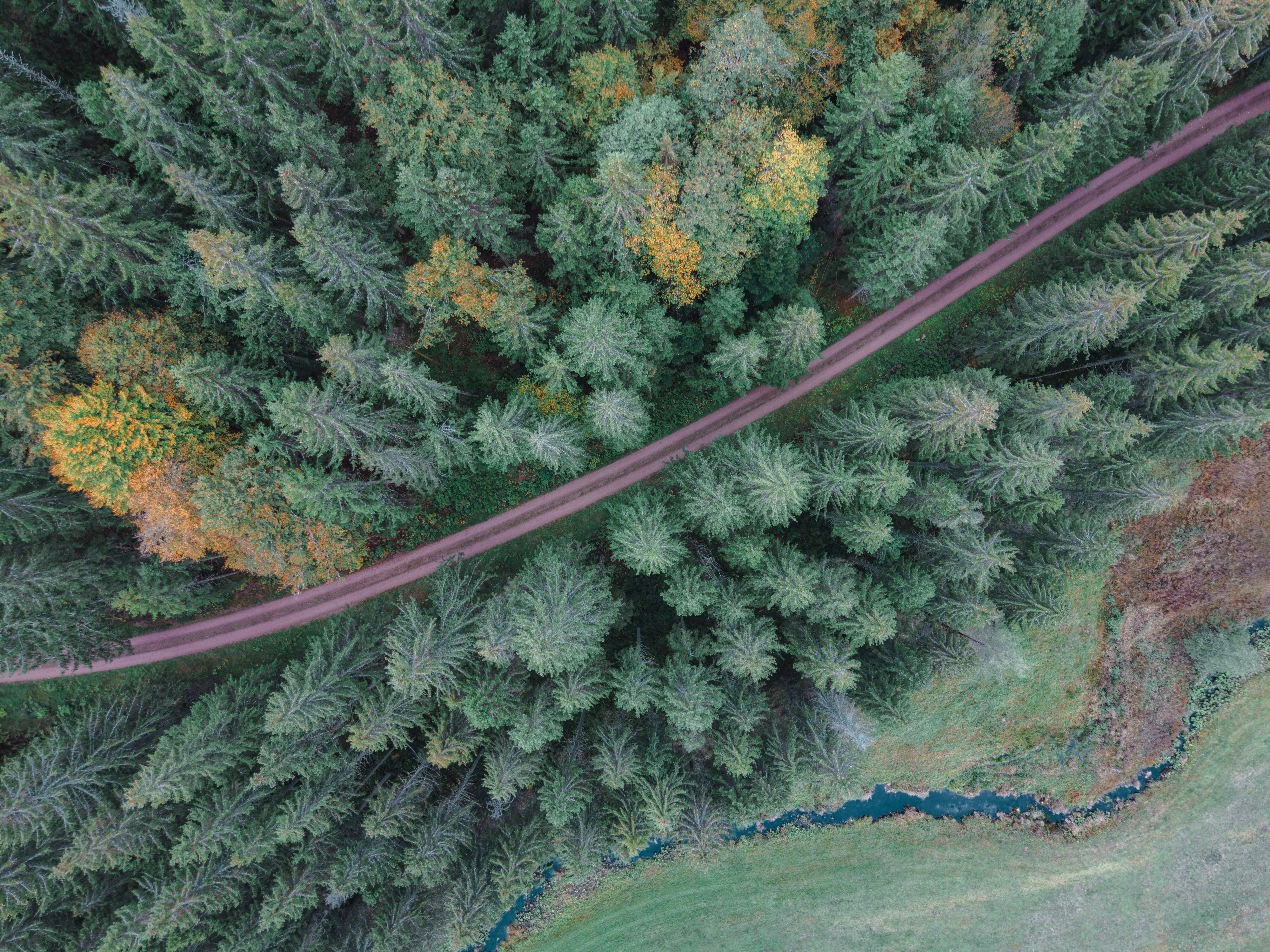 Senkrechter Blick auf einen Waldweg durch Fichten und gelbe Laubbäume, unten rechts fließt die Linach durch eine Wiese.