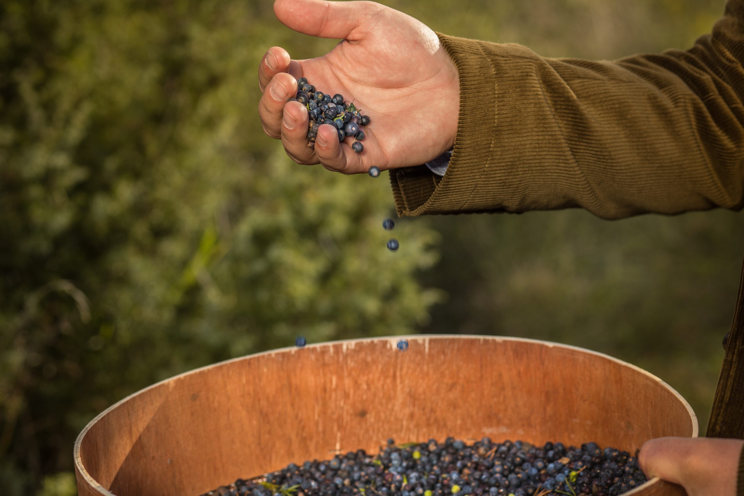 Eine Hand lässt eine Handvoll Beeren in einen Holzzuber fallen, dahinter eine Sommerwiese