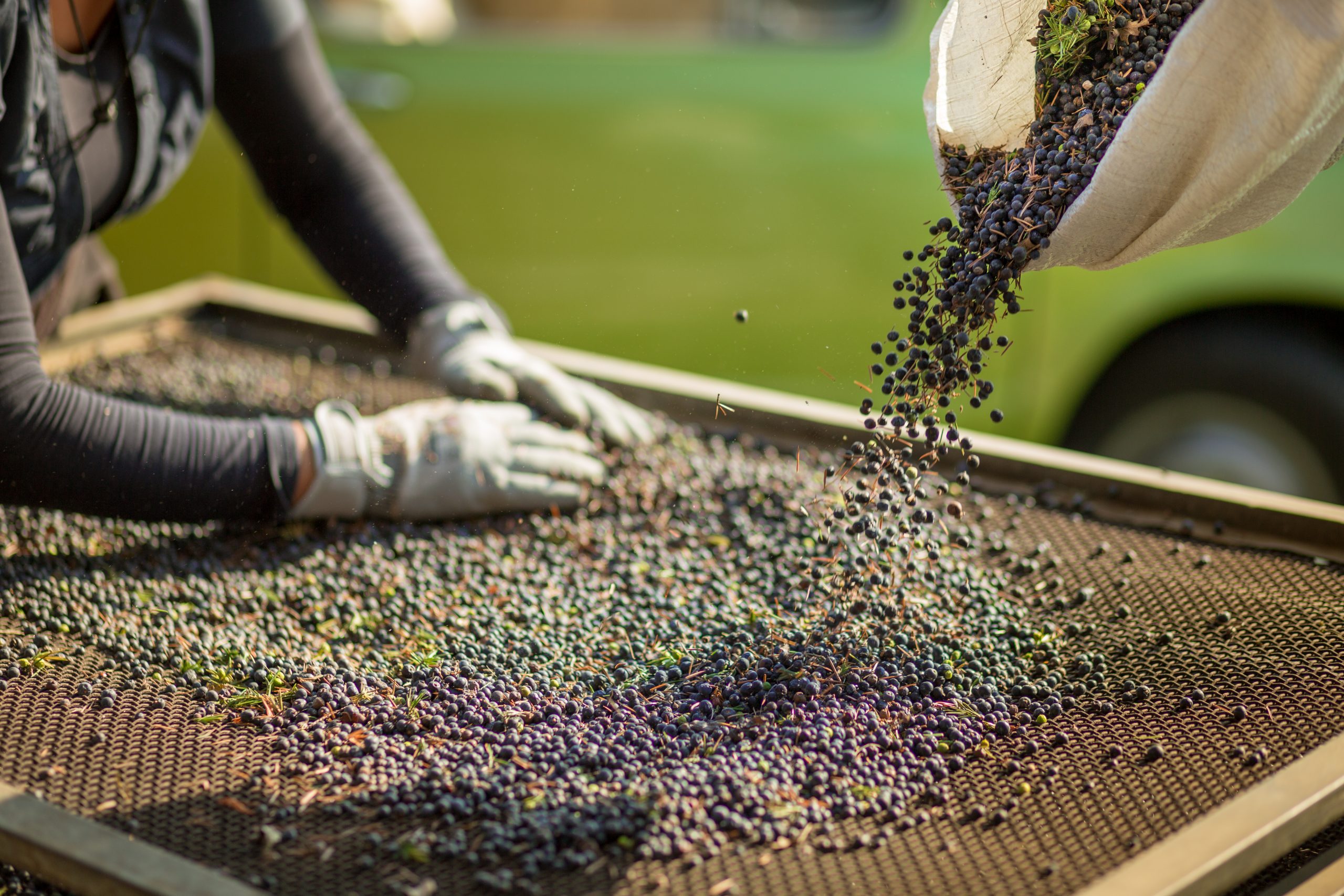 Behandschuhte Hände verteilen dunkelblaue Beeren auf einem großen Sieb, aus einem Sack rieselt Nachschub