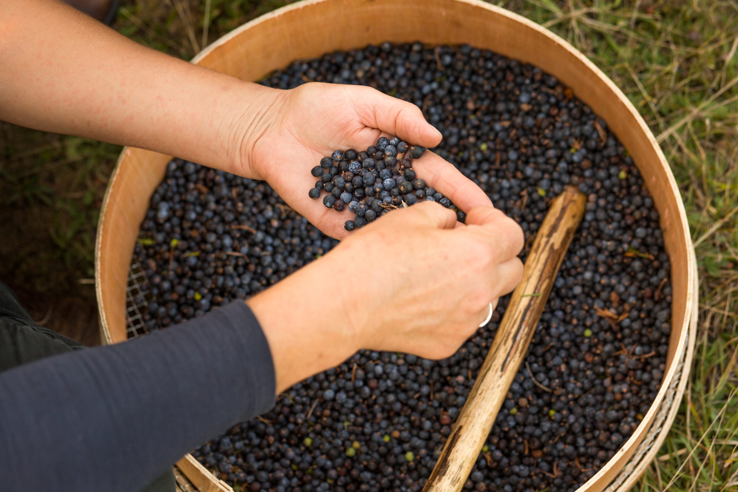 Zwei Hände greifen in einen Holzzuber voller dunkler Beeren, daneben ein Holzstößel