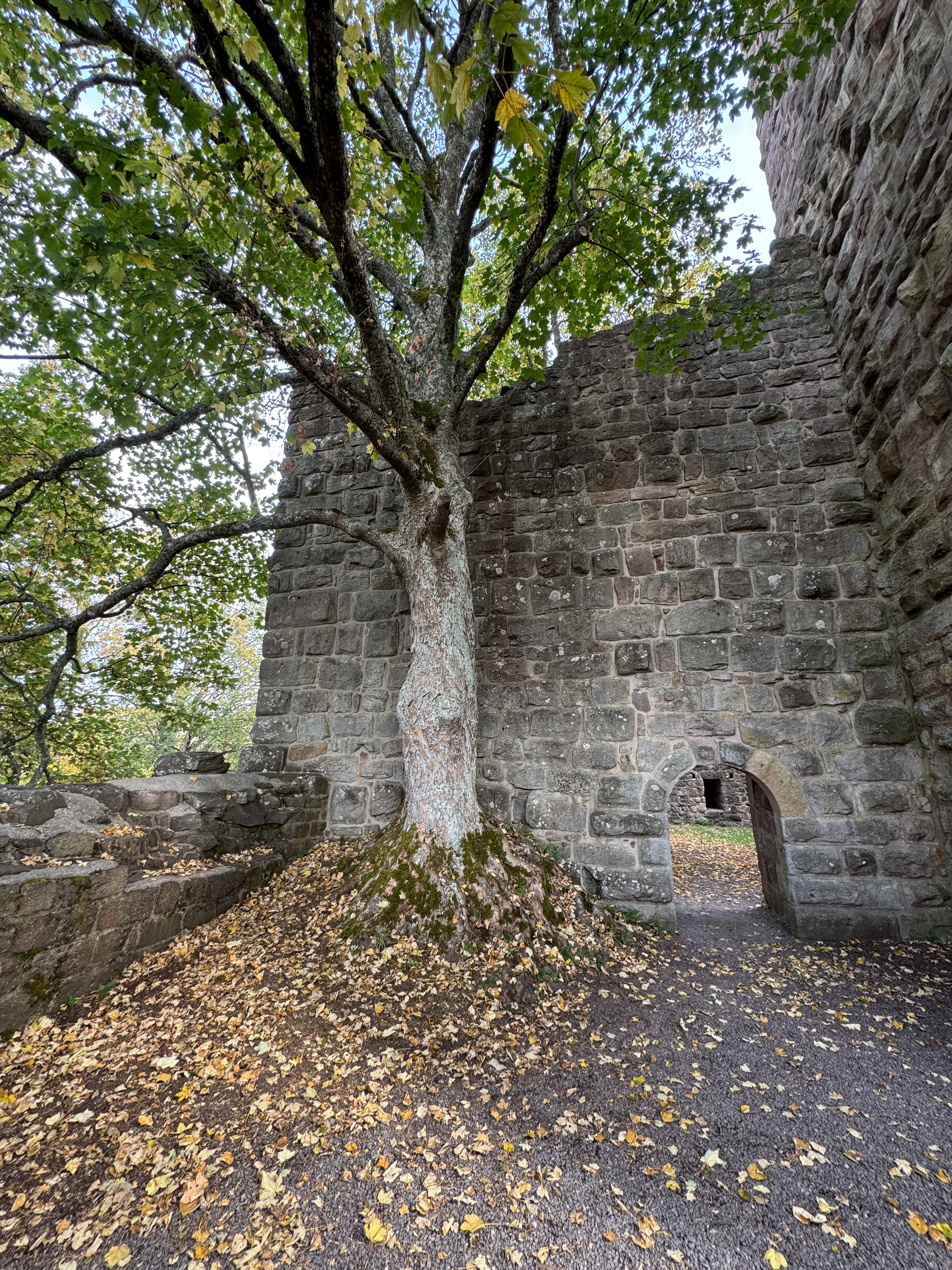 Ein alter Baum wächst im Burghof der Ruine Waldau vor der Ringmauer, daneben ein Durchgang im Rundbogen, der Boden voller Herbstlaub