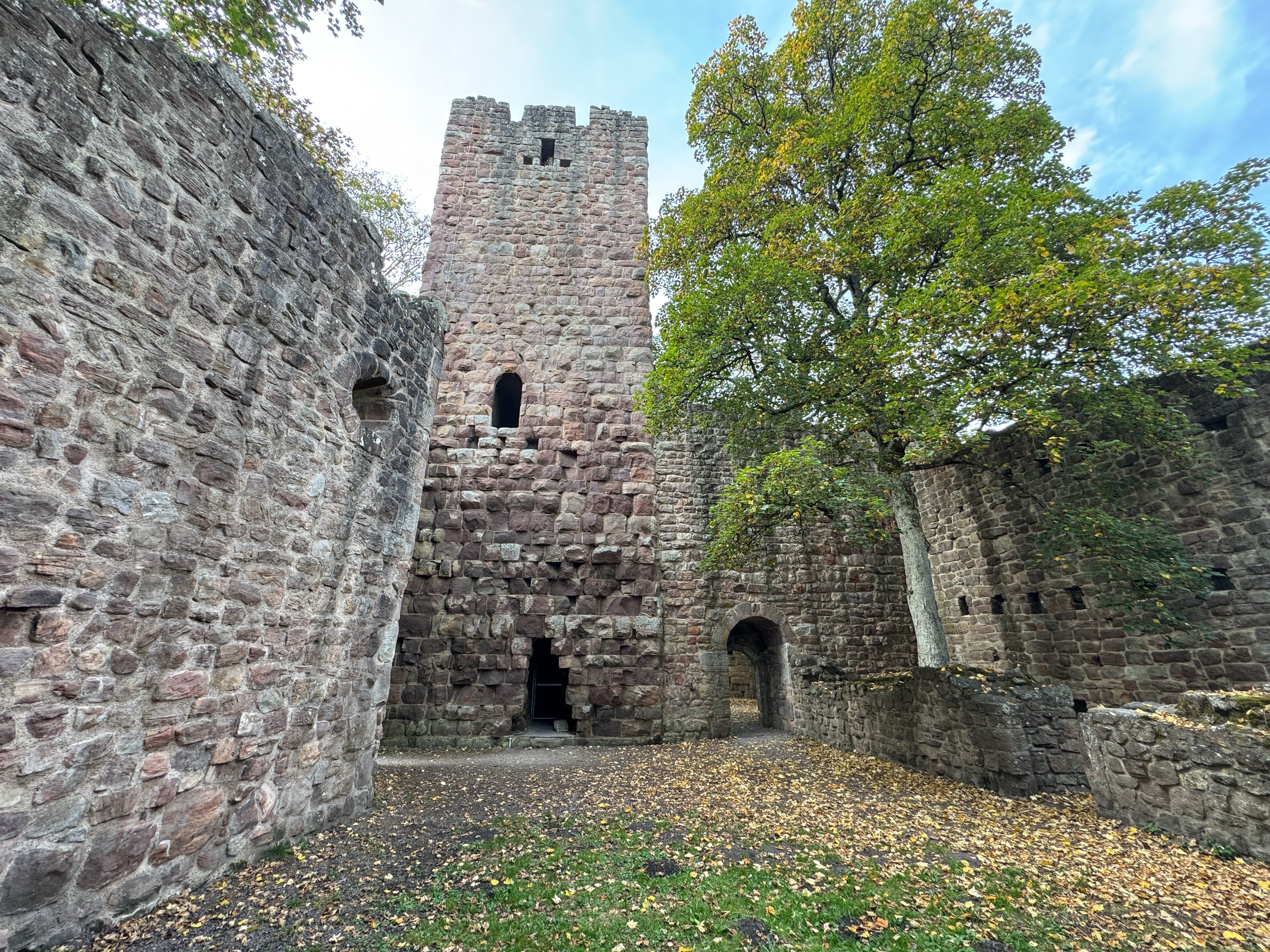 Der Bergfried der Ruine Waldau, vom Burghof aus gesehen: rötliches Bruchsteinmauerwerk, ein schmales Fenster und ein Ahorn im ersten Herbstlaub