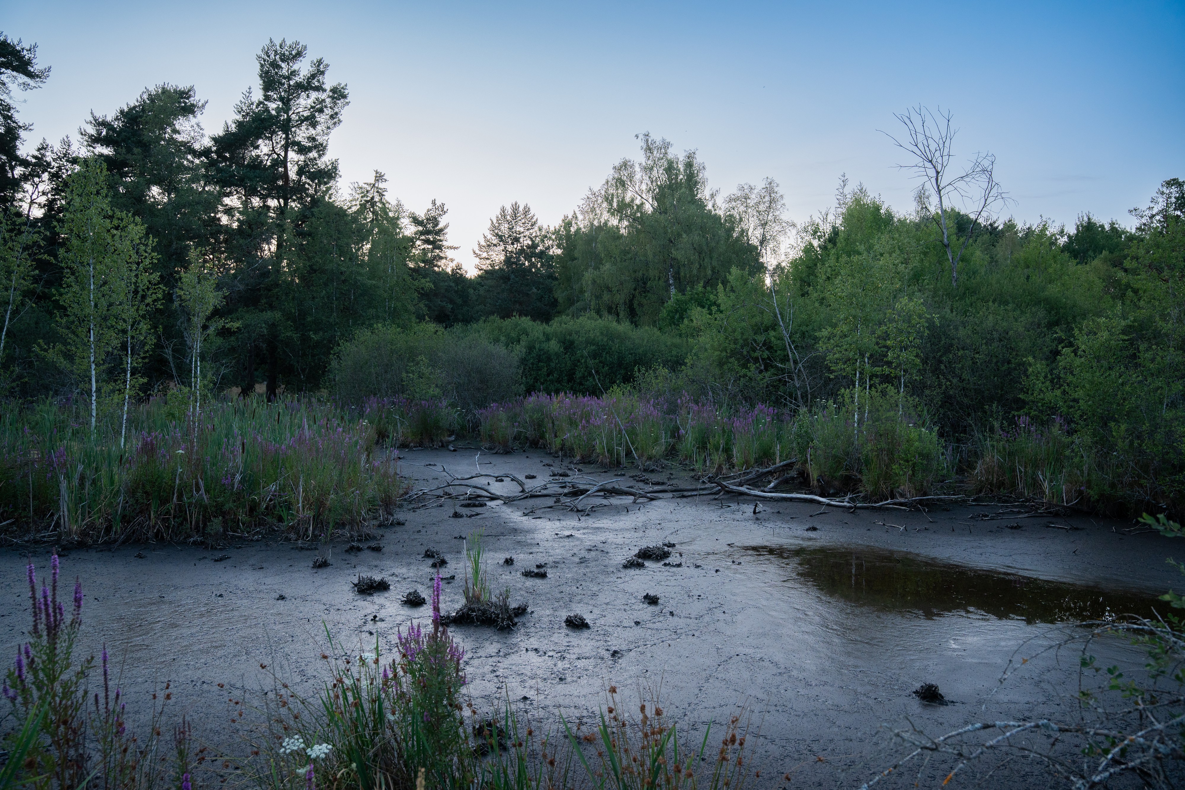 Blutweiderich am Ufer eines Moortümpels im Naturschutzgebiet Schwenninger Moos, zur blauen Stunde
