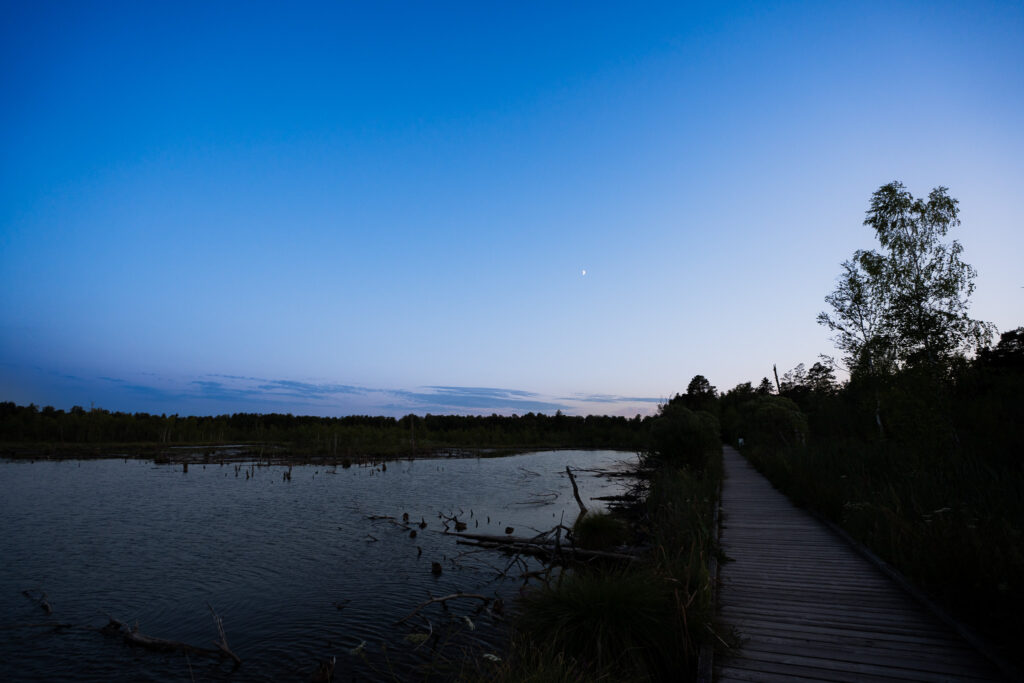 Bohlenweg am Schwenninger Moos zur blauen Stunde mit Mond über dem Moorsee