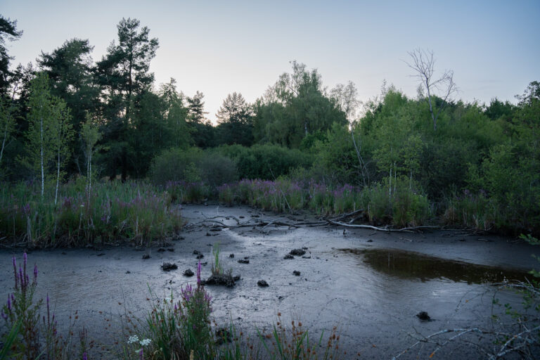 Blutweiderich am Ufer eines Moortümpels im Naturschutzgebiet Schwenninger Moos