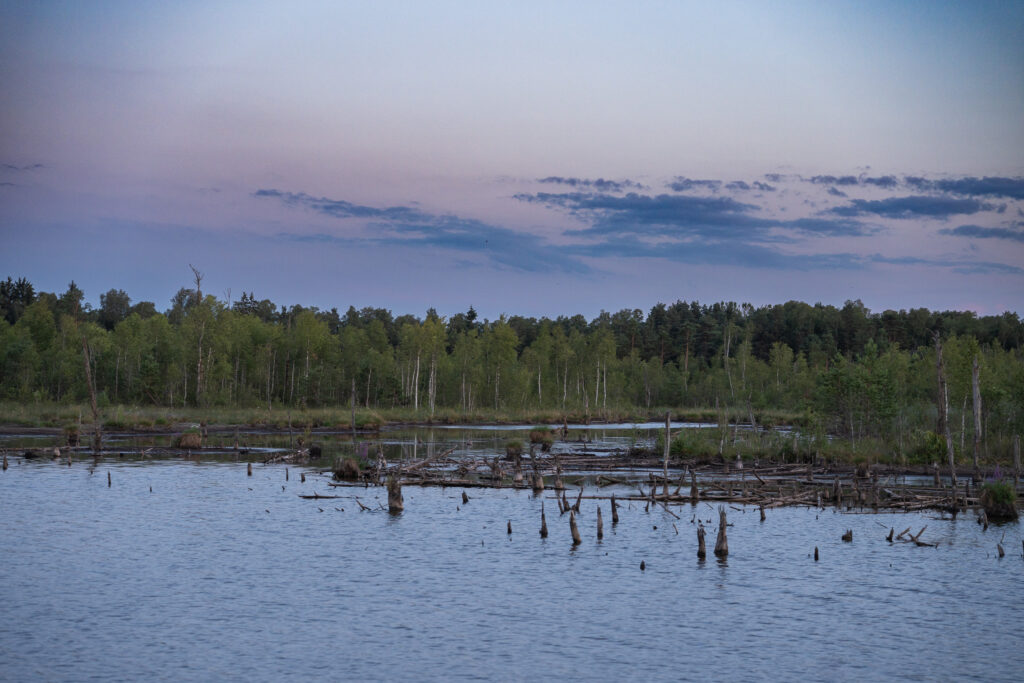 Moorsee mit Totholz im Schwenninger Moos bei Villingen-Schwenningen zur blauen Stunde