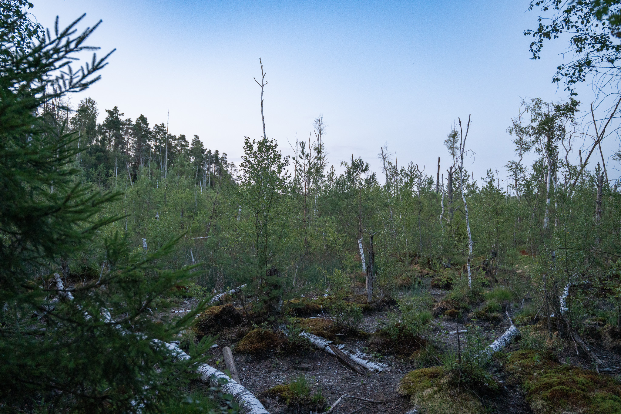 Moorwald mit Birken und Kiefern im Naturschutzgebiet Schwenninger Moos